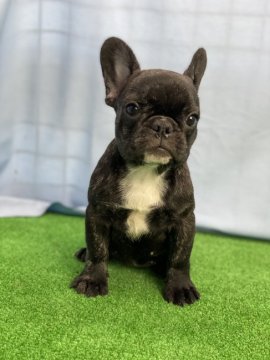 フレンチブルドッグ【茨城県・女の子・2020年7月5日・ブリンドル】の写真「パパはチャンピオン　ブリンドルの女の子」