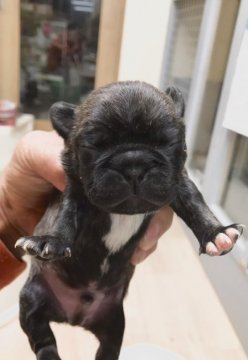 パグ・ボストンテリア【茨城県・男の子・2016年12月31日・ブラック】の写真「元気なミックス犬の男の子☆」