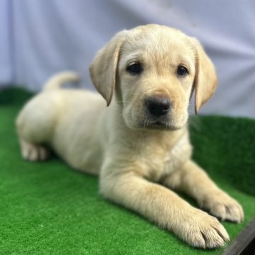 ラブラドールレトリバー【茨城県・女の子・2024年3月2日・イエロー】の写真「賢いラブラドールの女の子」