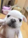 フレンチブルドッグ【茨城県・女の子・2016年11月21日・クリーム】の写真1「12/21撮影。可愛らしいお顔です^^」