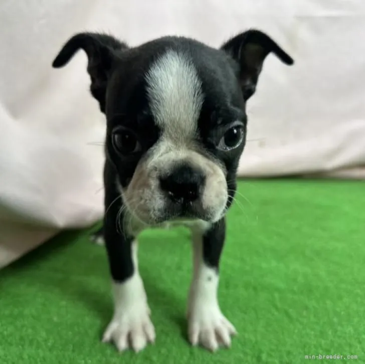 ID：2212-02966の子犬