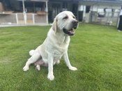 ラブラドールレトリバー【・女の子・2021年11月19日・イエロー】「お産直後の写真です」