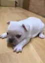 フレンチブルドッグ【茨城県・女の子・2016年11月21日・クリーム】の写真3「12/21撮影。」