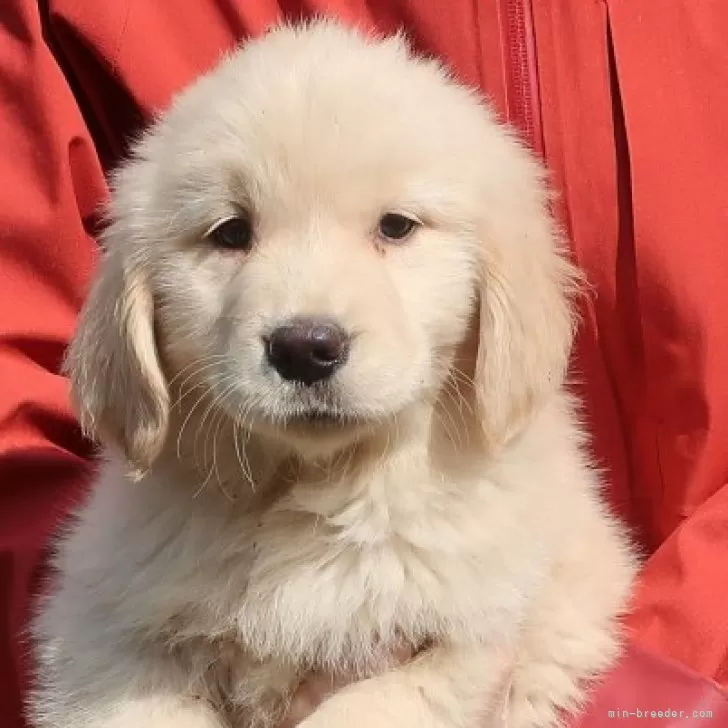 ID：2502-07122の子犬