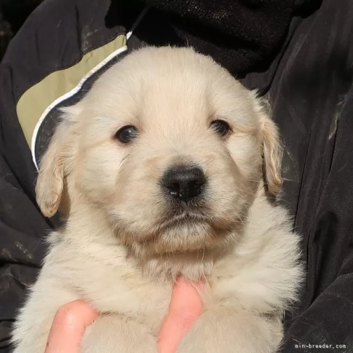 ID:2502-05853の子犬