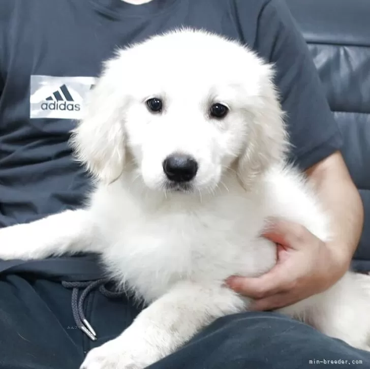 ID:2507-03204の子犬