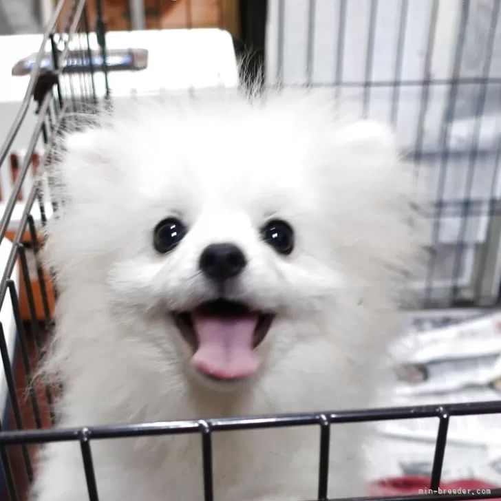 ID：2505-07823の子犬