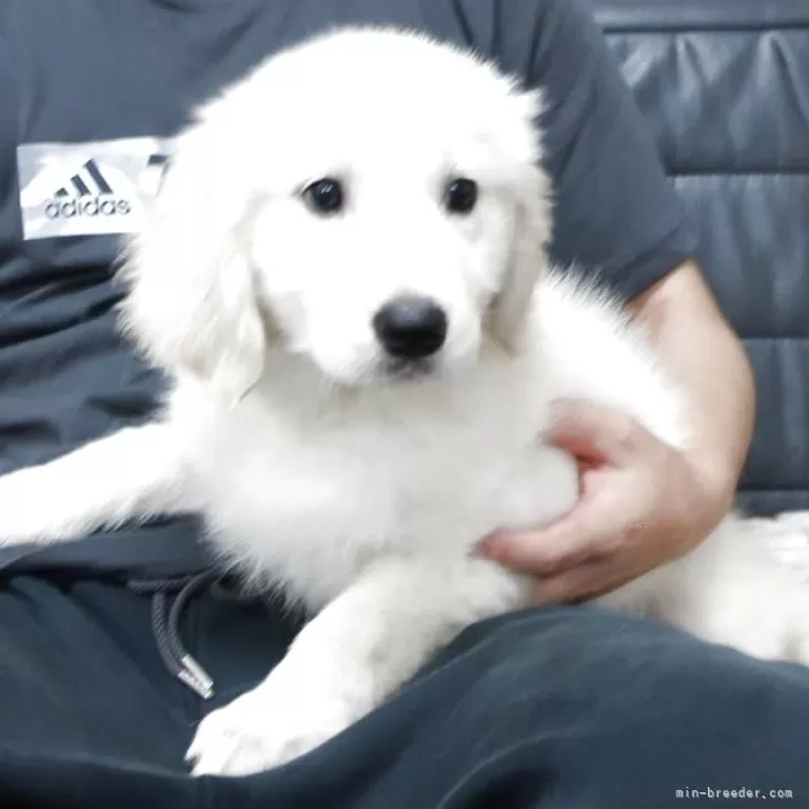 ID：2507-08489の子犬