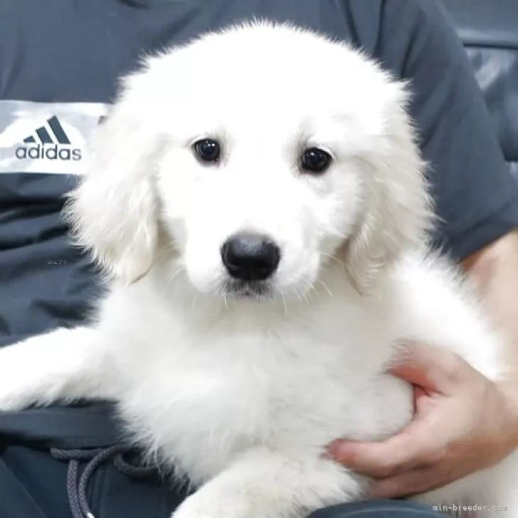 ID：2507-03201の子犬
