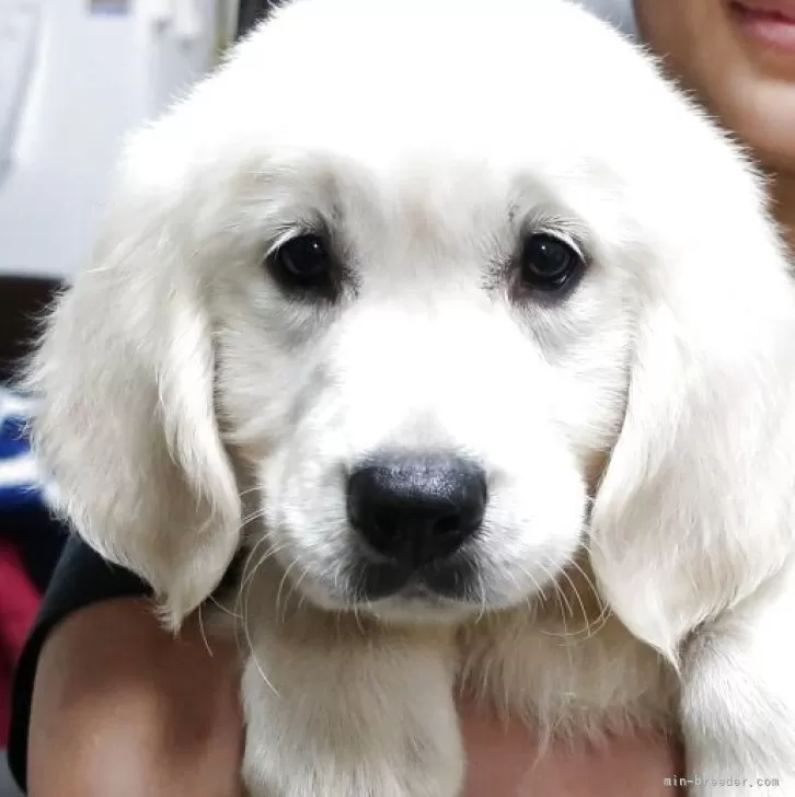 K.K 様のお迎えした子犬