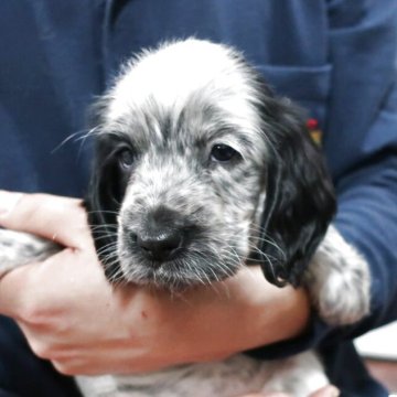 イングリッシュコッカースパニエル【岡山県・女の子・2025年2月7日・ブルーローン】の写真「E.コツカーの魅力が満載です。」