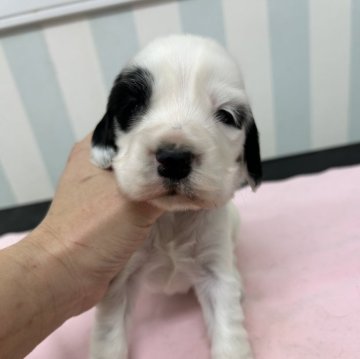 イングリッシュコッカースパニエル【岡山県・女の子・2025年2月7日・ブラック&ホワイト】の写真「温和な性格の両親から生まれました。」