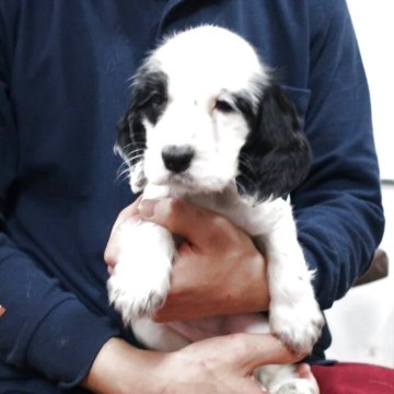 イングリッシュコッカースパニエル【岡山県・女の子・2025年2月7日・ブラック&ホワイト】の写真「とても綺麗なブラック＆ホワイトです。」