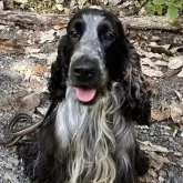 イングリッシュコッカースパニエル【岡山県・女の子・2025年1月31日・ブラック&ホワイト】の写真3「父犬です。」