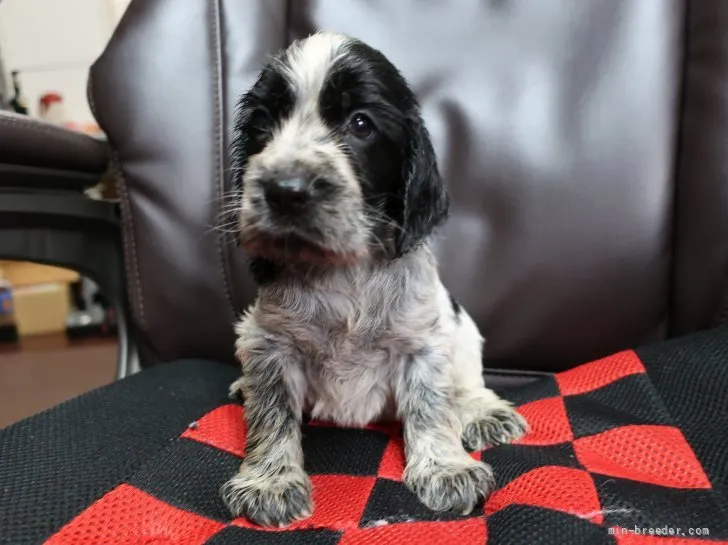ID：2107-00702の子犬