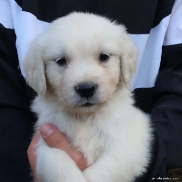 ID：2311-00568の子犬