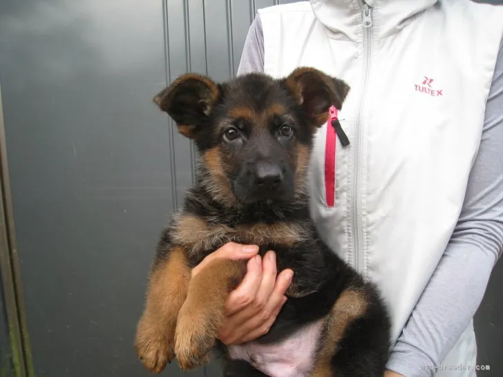 ID：2008-00145の子犬