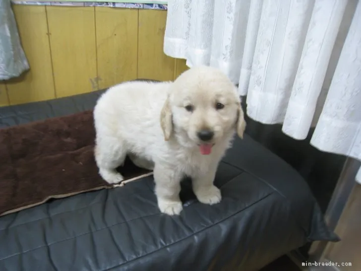 ID：1906-00684の子犬