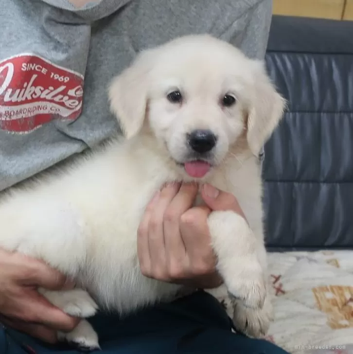 ID：2409-00866の子犬