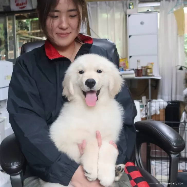 ID：2405-01352の子犬