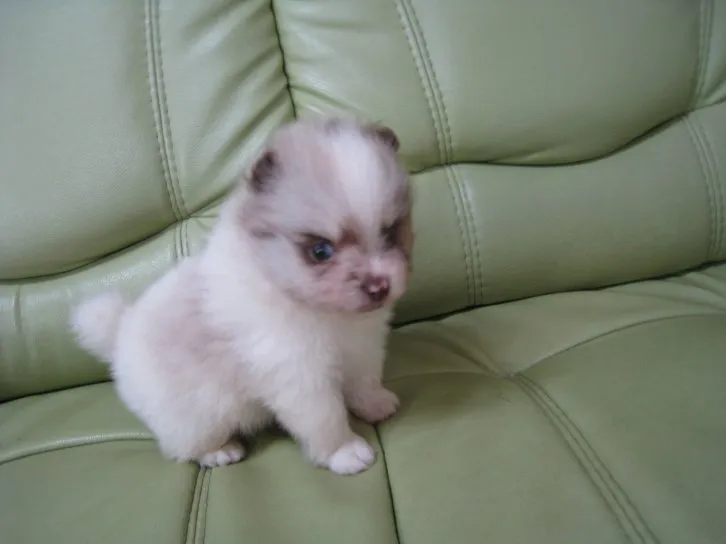 ID：1606-00576の子犬