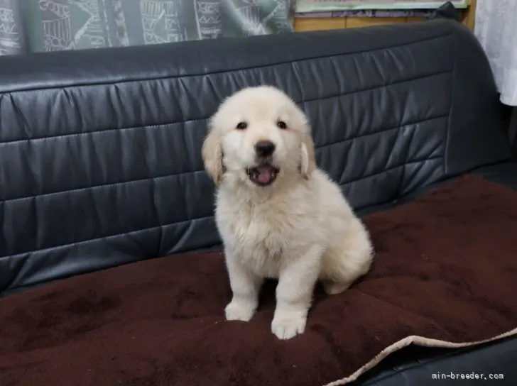 ID：2107-03743の子犬