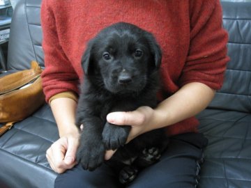 ジャーマン・シェパード・ドッグ【岡山県・女の子・2020年1月20日・ブラック】の写真「全身ブラックの魅力的な女の子です。」