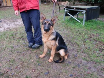 ジャーマン・シェパード・ドッグ【岡山県・女の子・2020年7月2日・ブラックタン】の写真「両親が日本チャンピオン(Gr)」