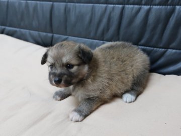 父親がポメラニアン(白)母親がパピヨン(茶白)【岡山県・女の子・2020年8月1日・グレー】の写真「性格の優しい両親から生まれました。」