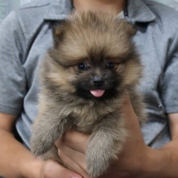 ポメラニアン【岡山県・男の子・2023年8月2日・レッド】の写真「とても小さくて可愛い。」