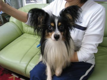 パピヨン【岡山県・男の子・2016年11月8日・トライカラー】の写真「おとなしくて賢いです。」