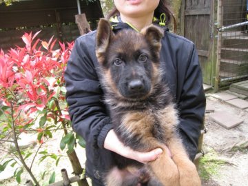 ジャーマン・シェパード・ドッグ【岡山県・男の子・2020年1月29日・ブラッタン】の写真「両親の血統が最高。」