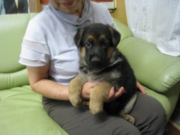 ジャーマン・シェパード・ドッグ【岡山県・男の子・2021年7月1日・ブラックタン】の写真「超優良血統書。」