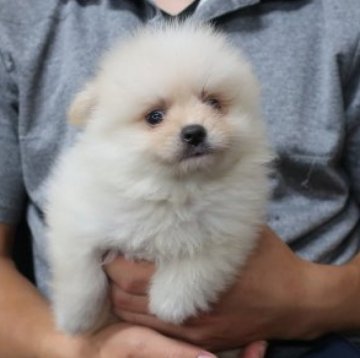 ポメラニアン【岡山県・男の子・2023年8月2日・ホワイト】の写真「とても小さくて可愛い。」