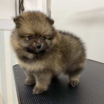 ポメラニアン【岡山県・女の子・2022年12月24日・オレンジ】の写真「穏和な両親から生まれた女の子。」
