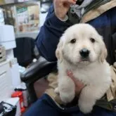 ゴールデンレトリバー【岡山県・女の子・2022年12月4日・クリーム】の写真1「1/15撮影。」