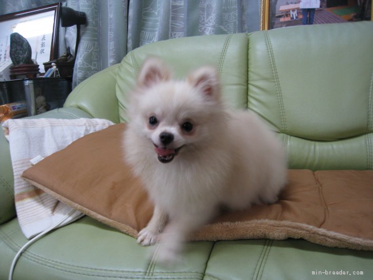 ポメラニアン【・男の子・2017年3月10日・ホワイト】「とても小さなホワイトの男の子です。」