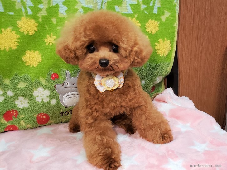 徳盛京子ブリーダー