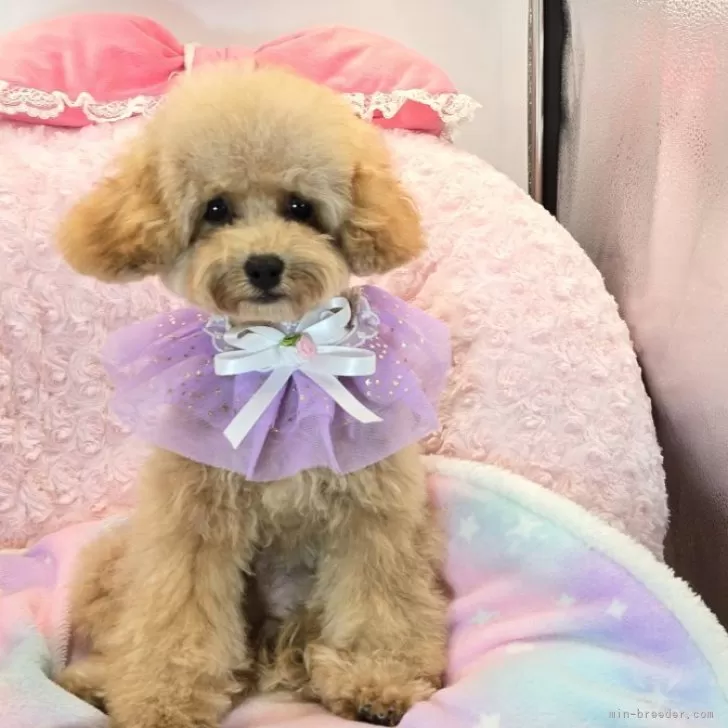 タイニープードル【沖縄県・男の子・2025年6月21日・アプリコット】の写真1「体重１９５０ｇ　　」