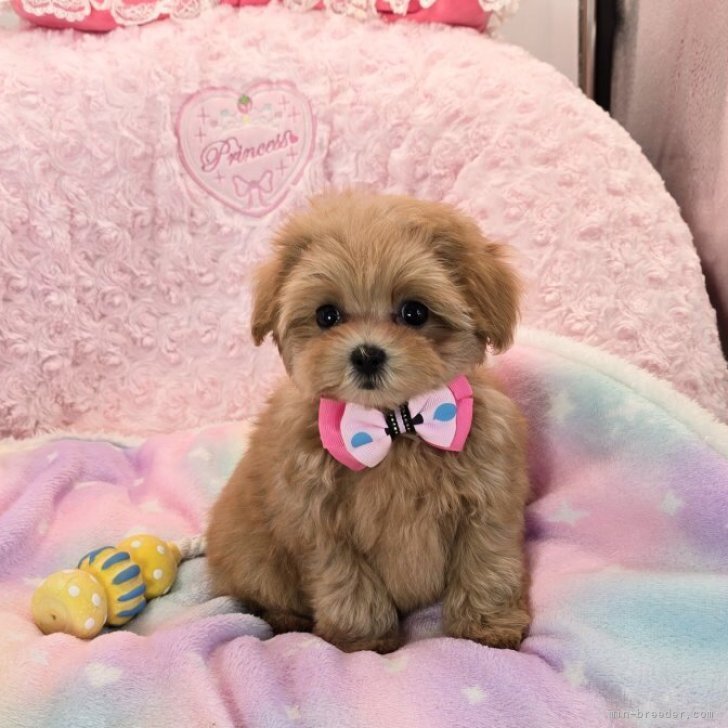 ブリーダー画像