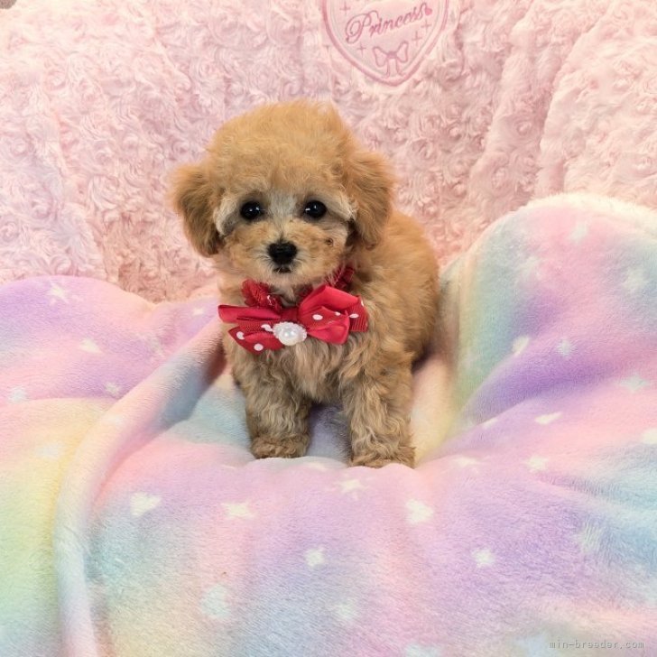 ブリーダー画像