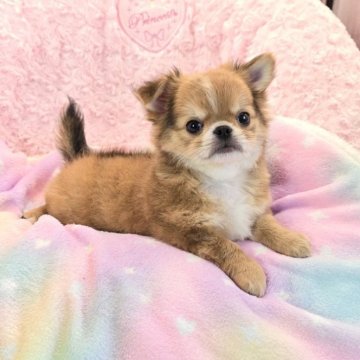 チワワ(ロング)【沖縄県・男の子・2025年8月18日・フォーン&ホワイト】の写真「子熊ちゃんのような可愛さ！お鼻ペッタンコ！！」