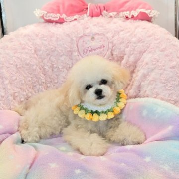 トイプードル(ティーカップ)【沖縄県・男の子・2025年4月7日・クリーム】の写真「小さくてとても可愛いですよ～値下げしてます！！」