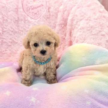 ティーカッププードル【沖縄県・男の子・2025年6月25日・クリーム】の写真「お目目パッチリお鼻も詰まって童顔ちゃん」