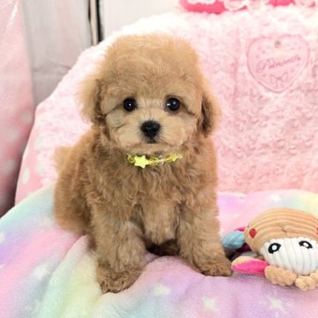 タイニープードル【沖縄県・男の子・2025年6月25日・アプリコット】の写真「お目目パッチリお鼻も詰まって童顔ちゃん」