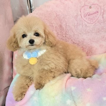 トイプードル(ティーカップ)【沖縄県・男の子・2025年6月25日・クリーム又は薄めアプリコット】の写真「小さくて可愛いですよ～💛」