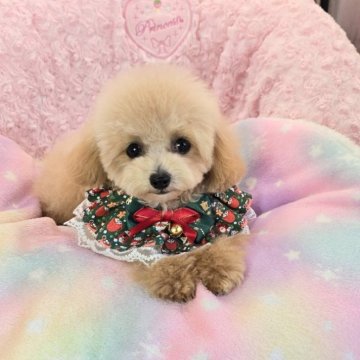 トイプードル(ティーカップ)【沖縄県・男の子・2025年6月25日・クリーム又は薄めアプリコット】の写真「価格調整しました！！小さくて可愛いですよ～💛」