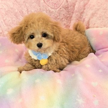 ティーカッププードル【沖縄県・男の子・2025年9月10日・アプリコット】の写真「パッチリお目目がとても可愛いですよ～💛」