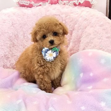 トイプードル(タイニー)【沖縄県・男の子・2025年8月30日・アプリコット】の写真「ハンサムで毛量たっぷり‼！カッコイイ子です」