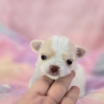 チワワ(ロング)【沖縄県・女の子・2025年6月10日・ホワイト&クリーム】の写真「優しいお顔でとても可愛いです＾＾　」